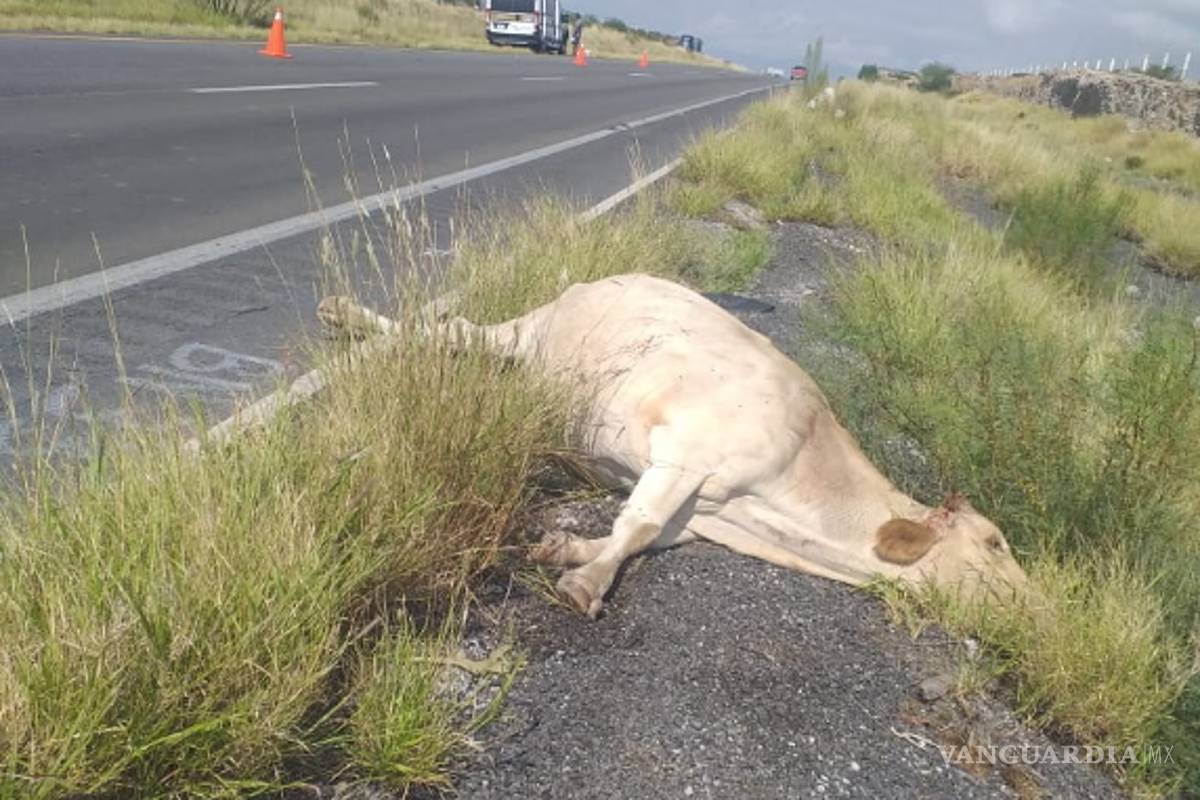 Mata a una vaca en plena carretera Torreón- Saltillo y no aparece dueño