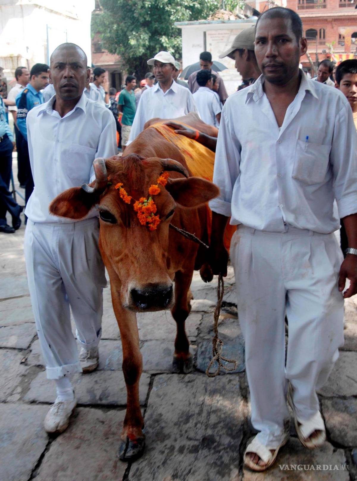 $!Dos hombres vestidos de blanco, llevando una vaca, participan en el Gai Jatra en Katmandú, Nepal. EFE/Narendra Shrestha