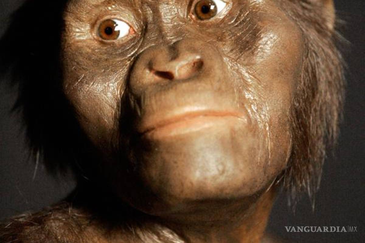Así murió ‘Lucy’, nuestra ancestro australopiteca