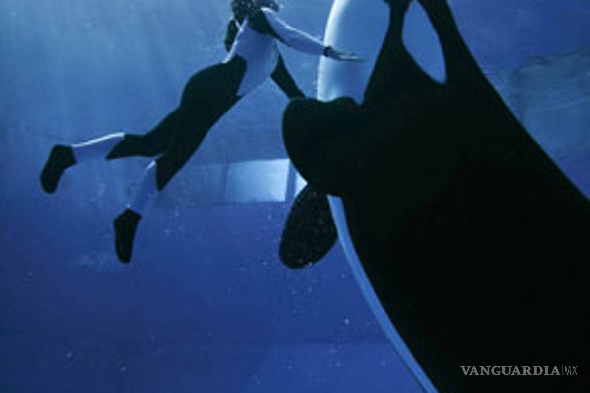 Shamu, la orca del Sea World, ya había atacado antes