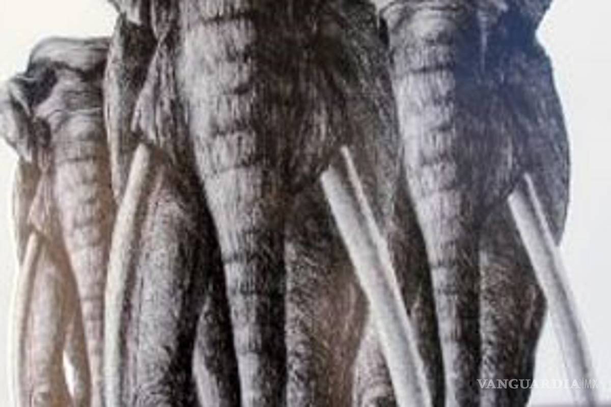 Hallan huellas de elefantes prehistóricos