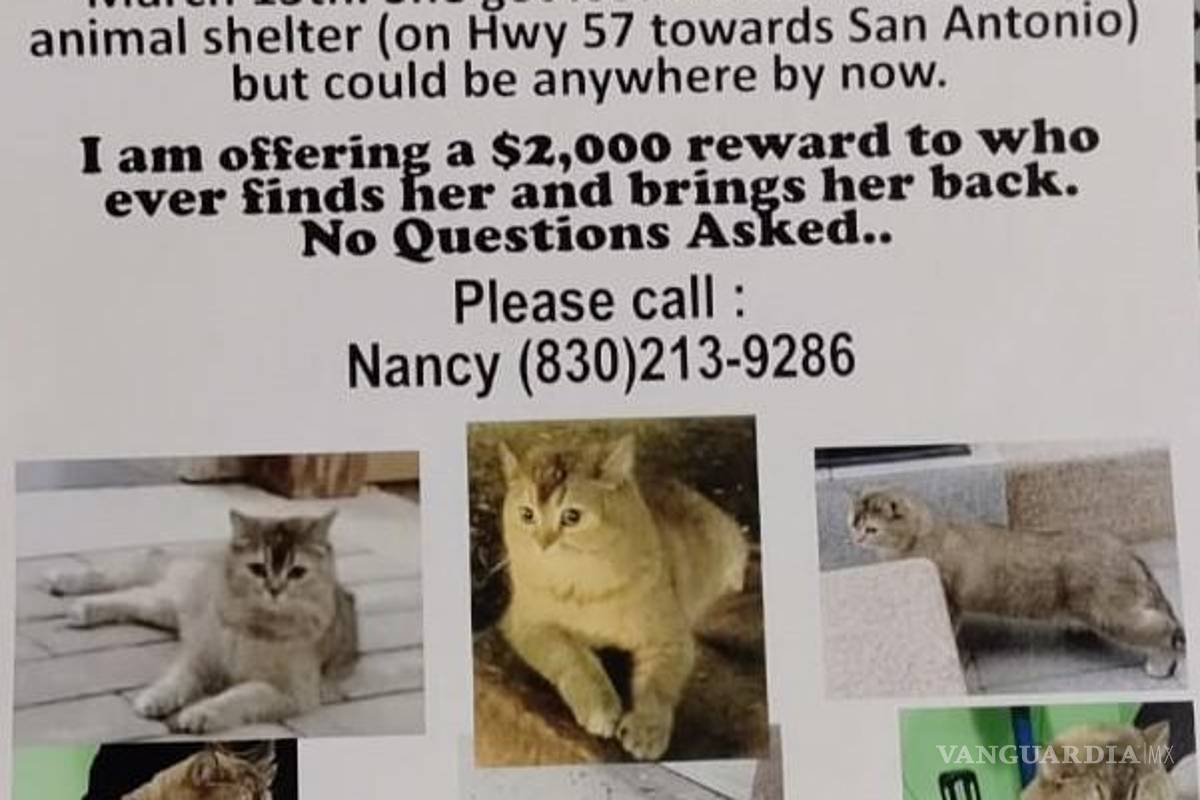 En Eagle Pass ofrecen 2 mil dólares de recompensa por un gato