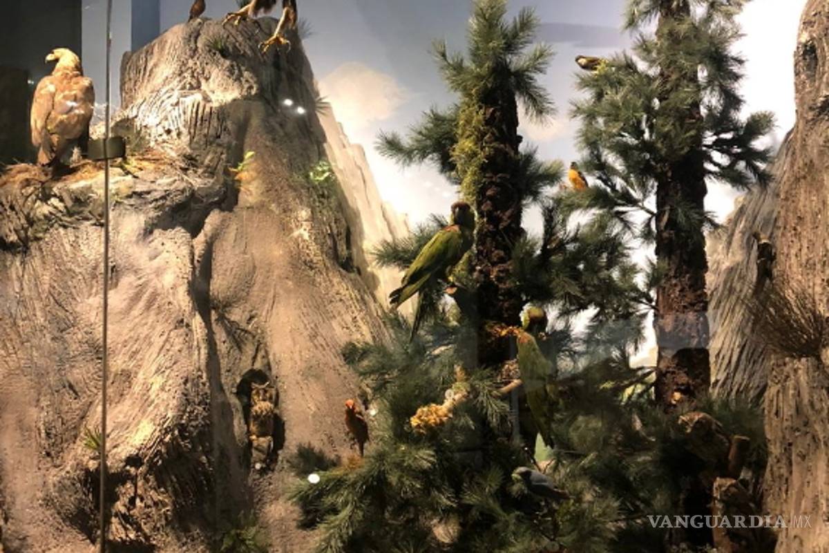 Exposiciones de aves de regreso en Saltillo