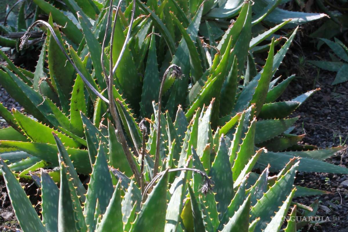 $!Plantas de sábila, en la Ciudad de México (México).