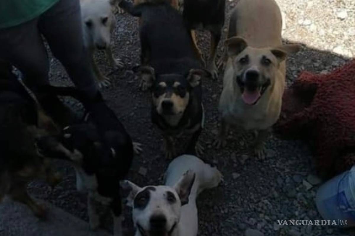 Protejamos a los callejeritos de las lluvias