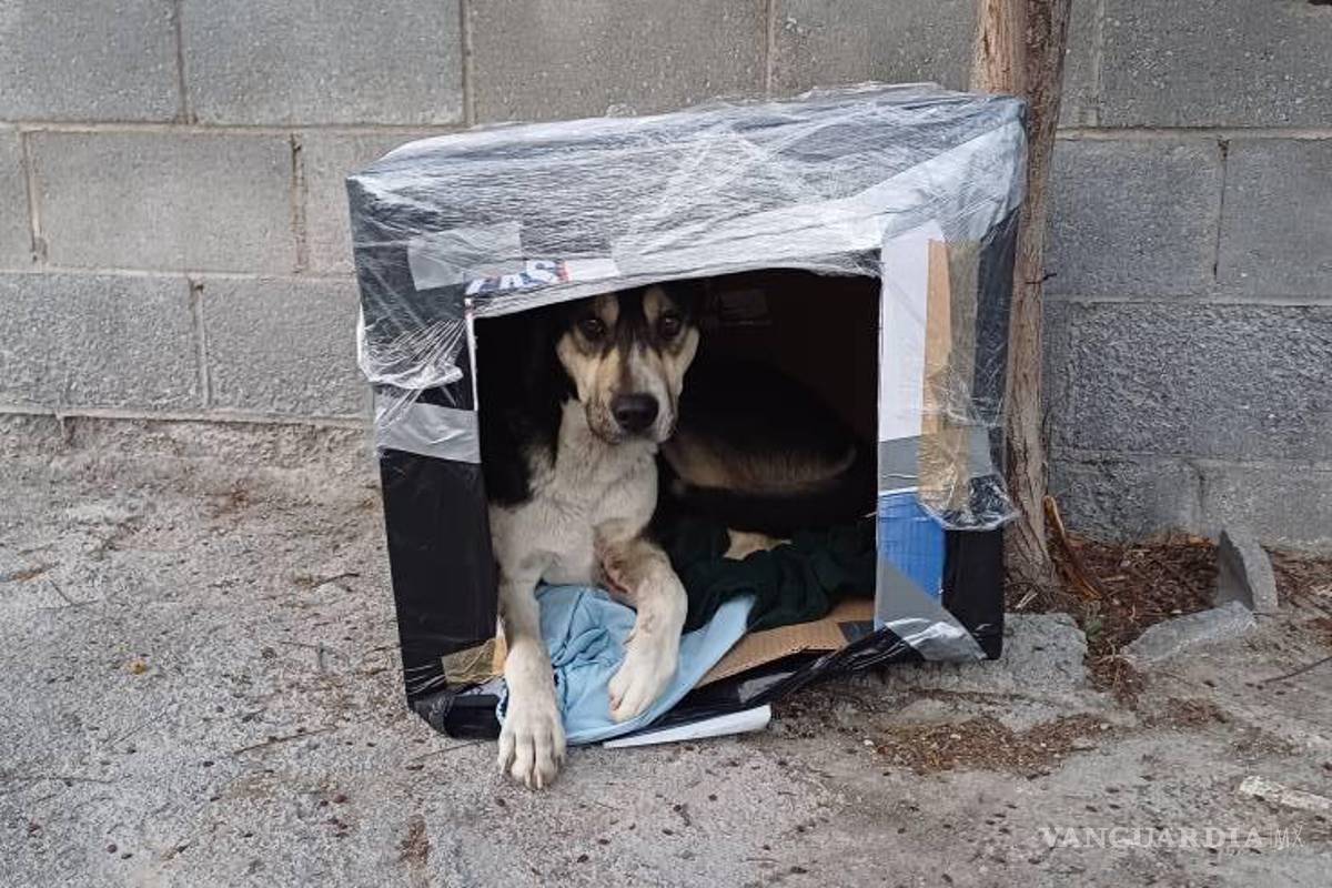 ¡Un refugio para cada peludito! Voluntarios construyen casas para perros sin hogar en Ramos Arizpe