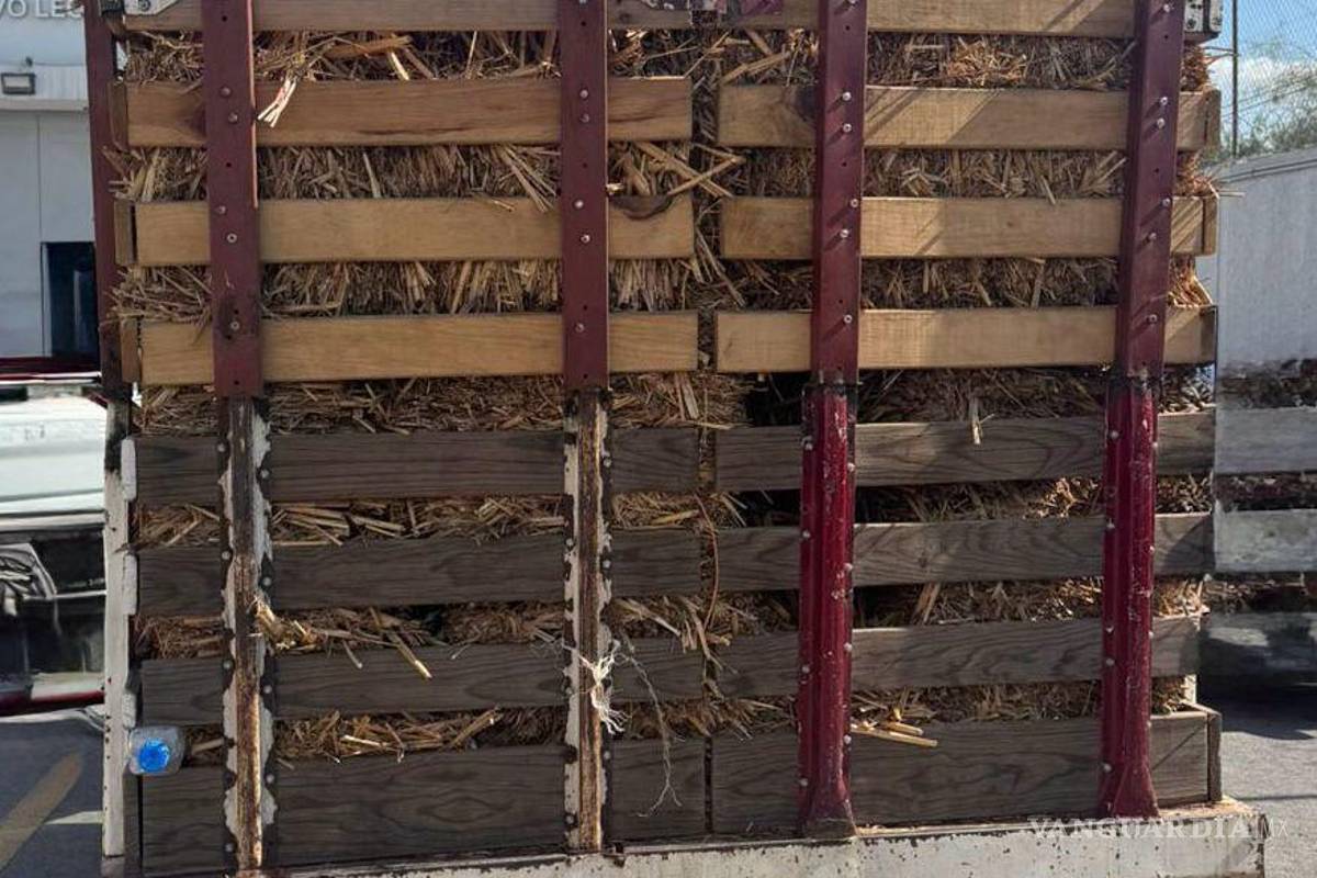 Cae hombre con 200 kilos de enervante oculto entre pacas de paja, en Nuevo León