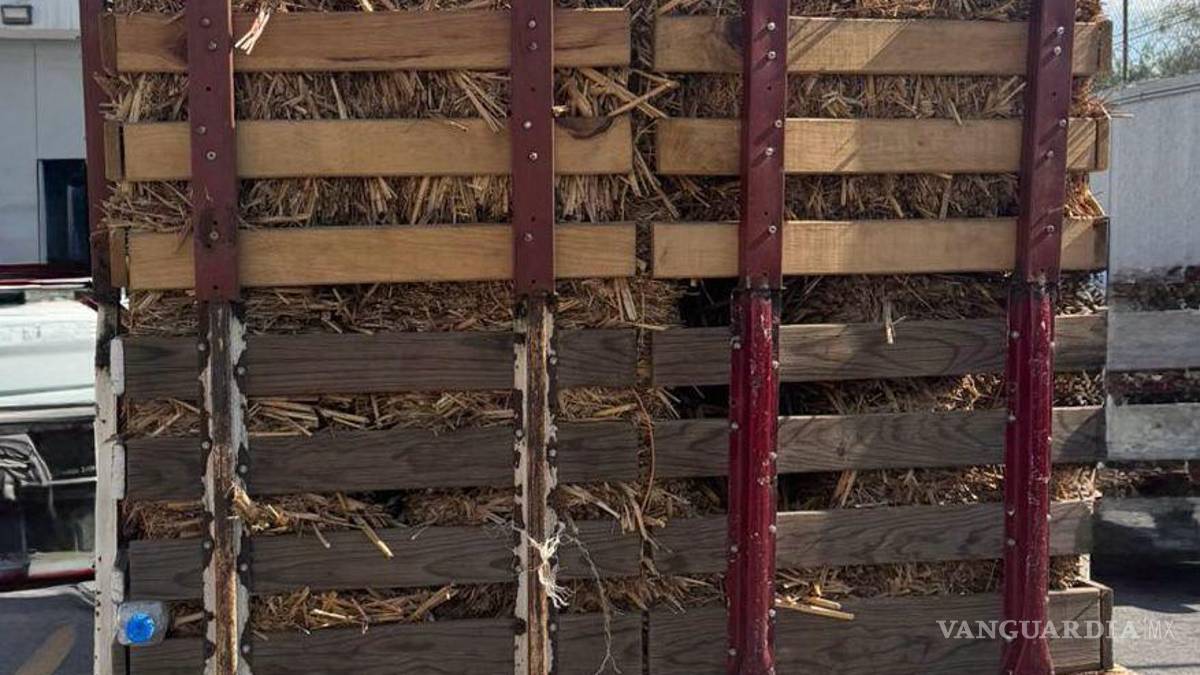 Cae hombre con 200 kilos de enervante oculto entre pacas de paja, en Nuevo León