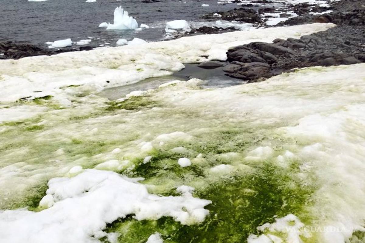 Aparece 'nieve verde' en la Antártida, por el cambio climático