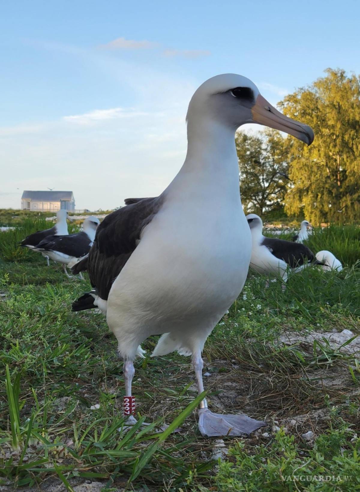 $!Wisdom hacía cuatro años que no ponía un huevo, lo que hace especial este acontecimiento entre los responsables del refugio Midway.