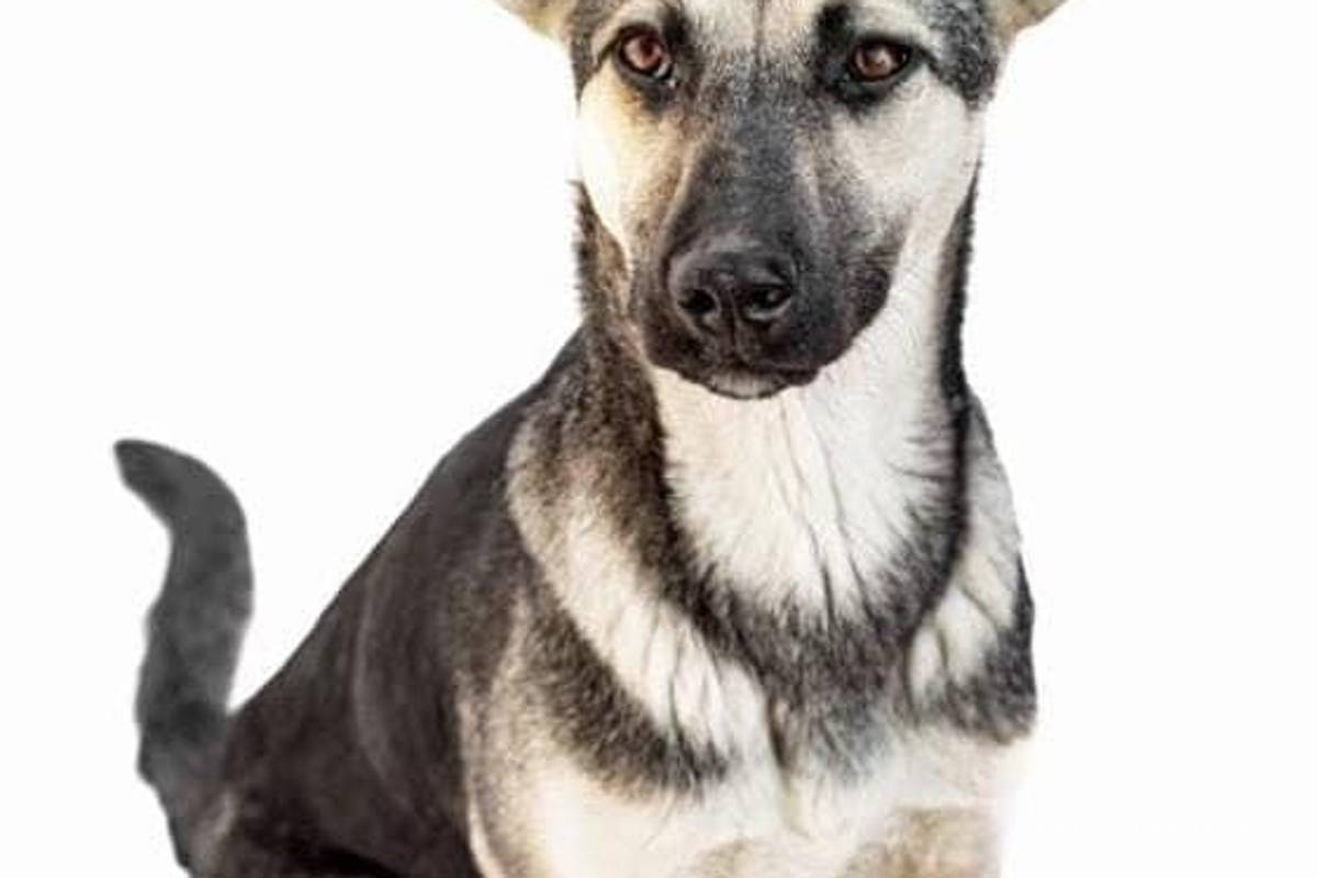 Saltillo: ¿has visto estos perritos? Asaltan a Fundación Lomitos al Rescate y varios se perdieron