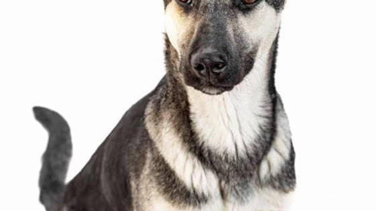 Saltillo: ¿has visto estos perritos? Asaltan a Fundación Lomitos al Rescate y varios se perdieron