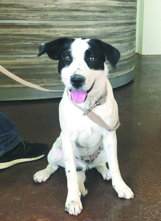 ¿Cómo afecta la pirotecnia a nuestras mascotas?