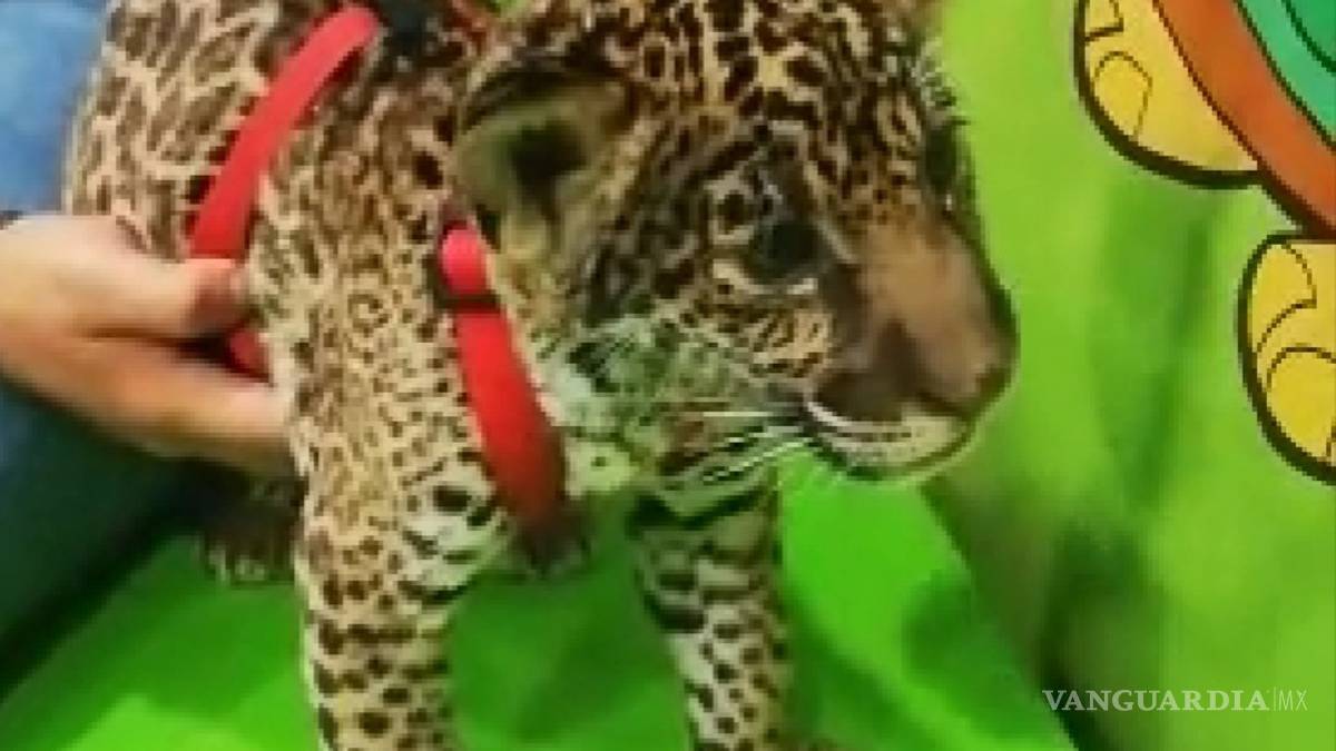 Venden cachorros de jaguar en Nuevo León en ¡$250 mil!