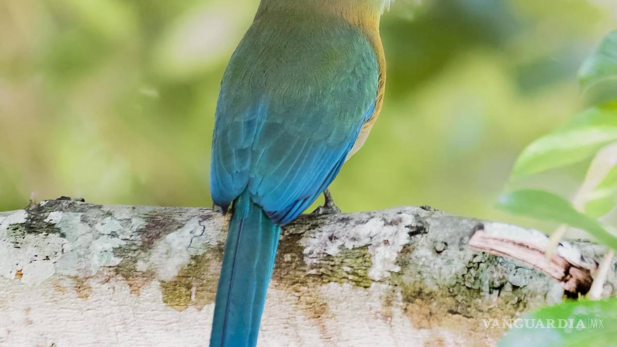 Daniel Garza Tobón, biólogo saltillense quien tiene la delantera nacional en avistamientos de aves