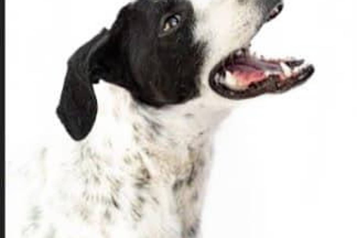 Saltillo: ¿has visto estos perritos? Asaltan a Fundación Lomitos al Rescate y varios se perdieron