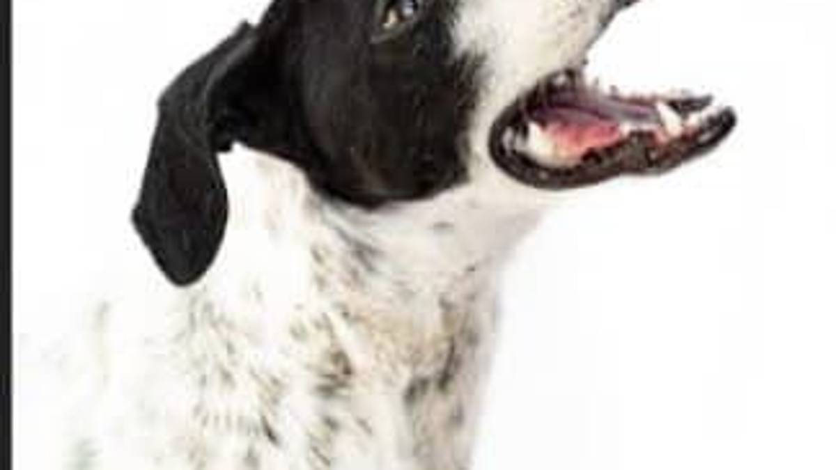 Saltillo: ¿has visto estos perritos? Asaltan a Fundación Lomitos al Rescate y varios se perdieron