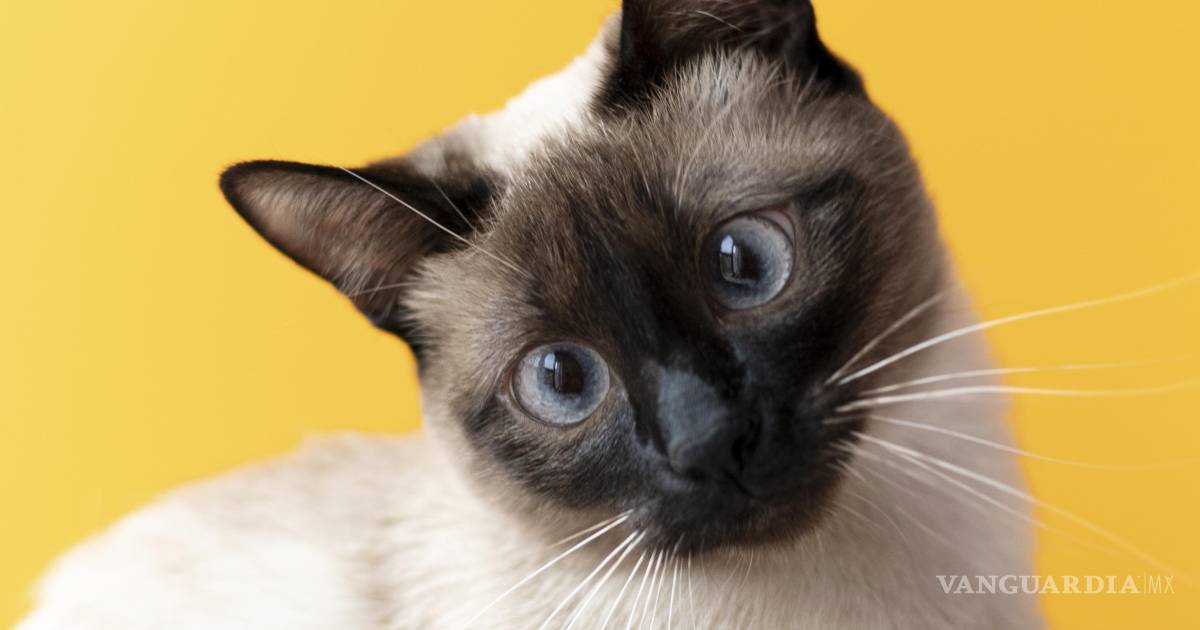 ¿Para qué sirven los bigotes de los gatos? Descubre por qué nunca debes cortarlos
