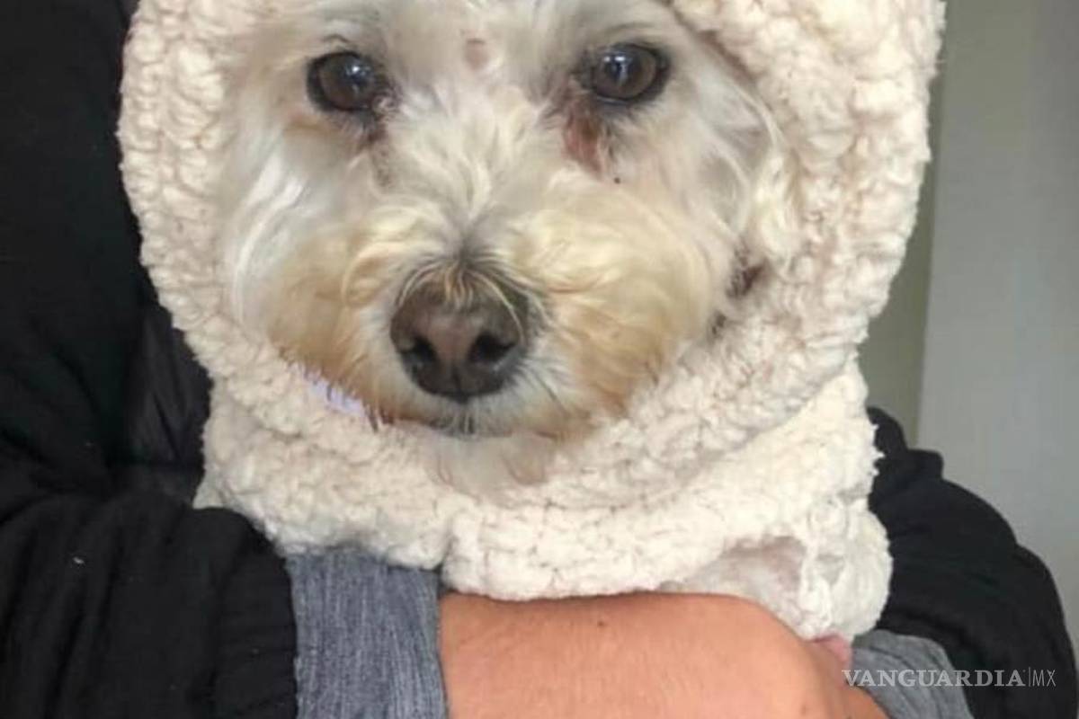 La importancia de identificar a tu mascota