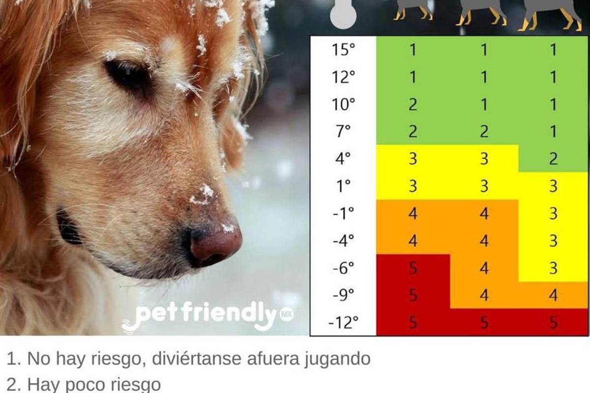$!Aquí te explicamos cómo proteger a tu mascota de los efectos del frío y evitar complicaciones de salud.