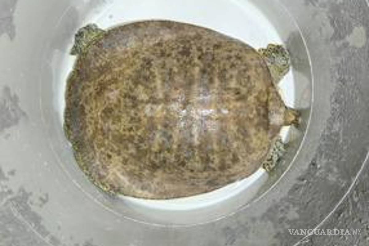 Lo detienen en posesión de drogas, un rifle, una tortuga y un caimán, en Nuevo León