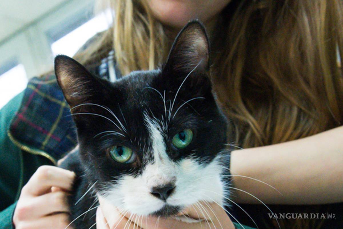 Gato regresa a casa tras siete años de ausencia