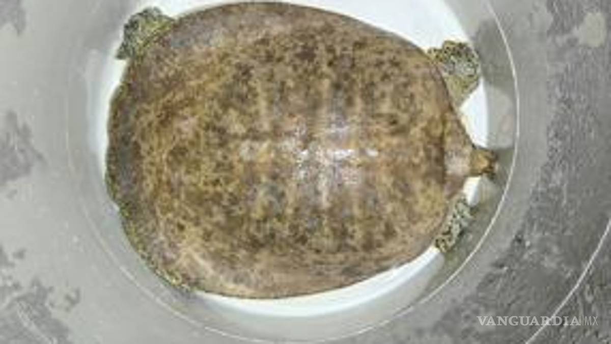 Lo detienen en posesión de drogas, un rifle, una tortuga y un caimán, en Nuevo León