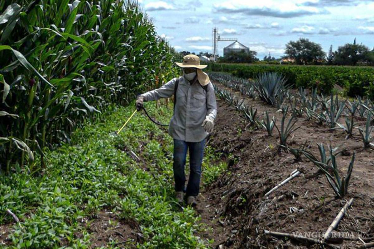 Sera un desastre para el campo el decreto que prohíbe el uso del herbicida glifosato