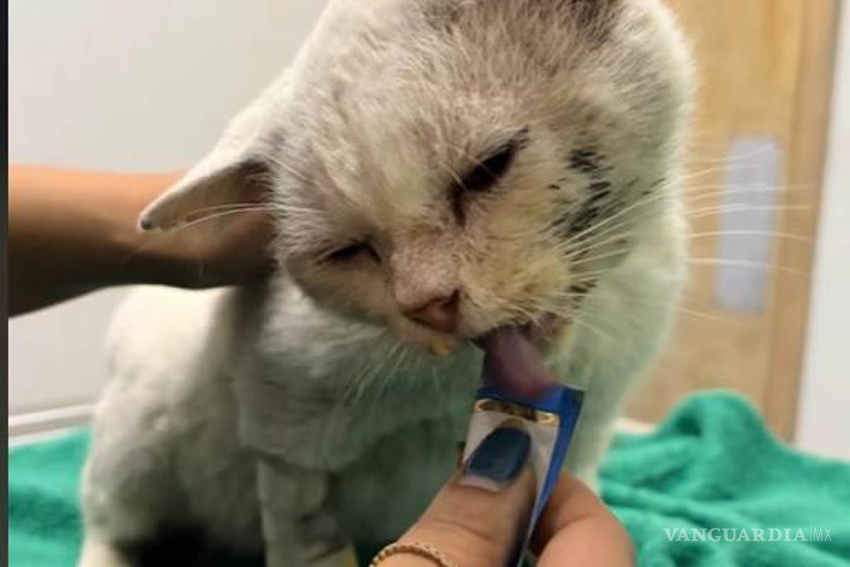 $!El felino prueba su primer Churu.