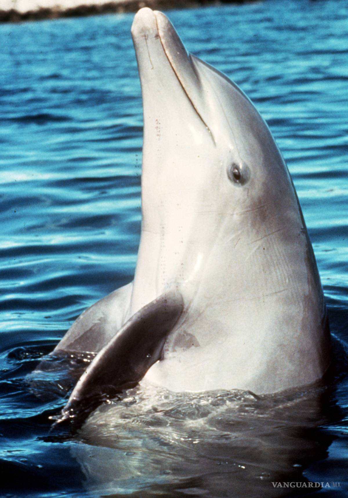 $!Animales, estrellas de fama mundial