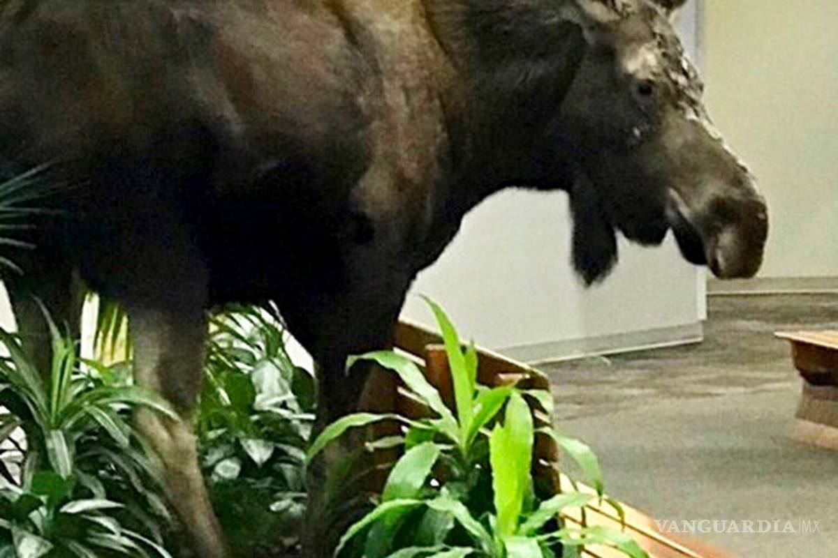 $!Graban con celular una visita sorpresa de alce a un hospital