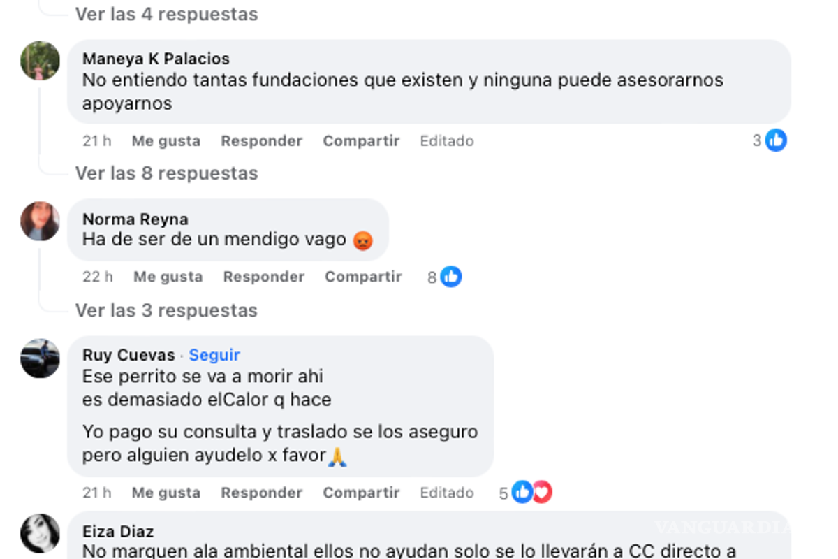 $!Manera K Palacios insta a difundir información sobre cómo actuar en casos de maltrato animal, en un llamado a la solidaridad y la conciencia ciudadana.