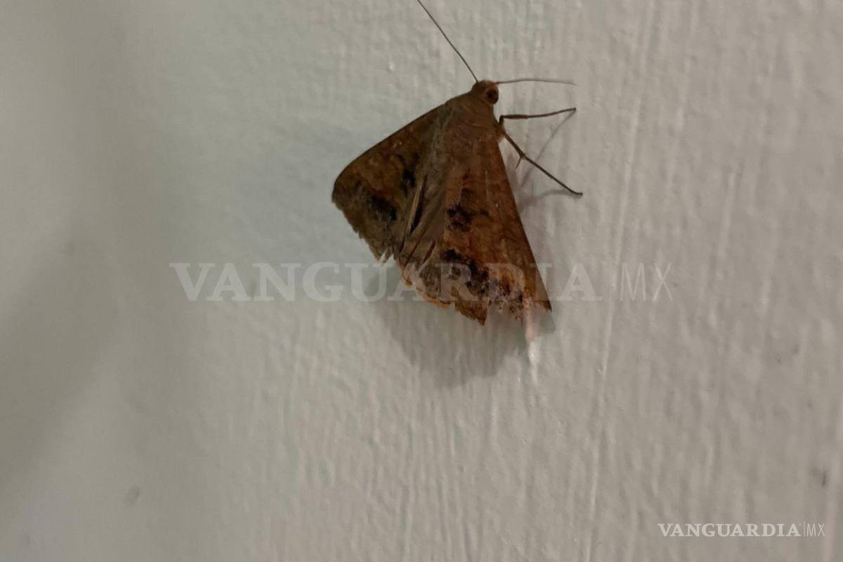 $!La abundancia de polillas en Saltillo ha sido favorecida por las recientes lluvias, que han permitido el crecimiento de vegetación en varias colonias.
