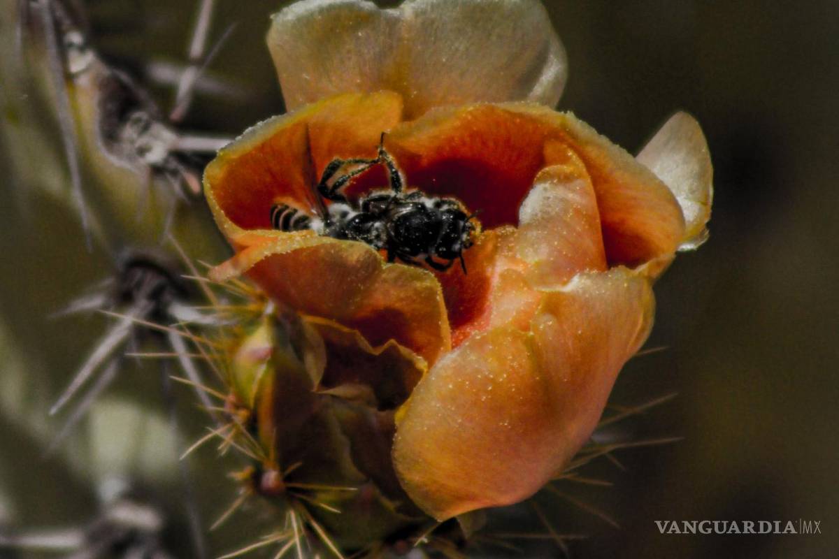 Desierto de Coahuila: opción para visitar en vacaciones de Semana Santa