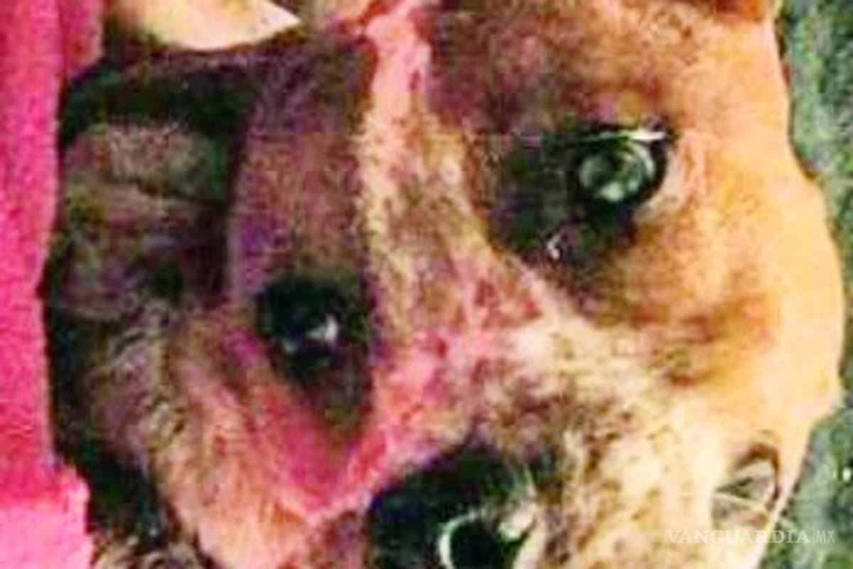 $!Perro 'demoníaco'' causa asombro en redes sociales