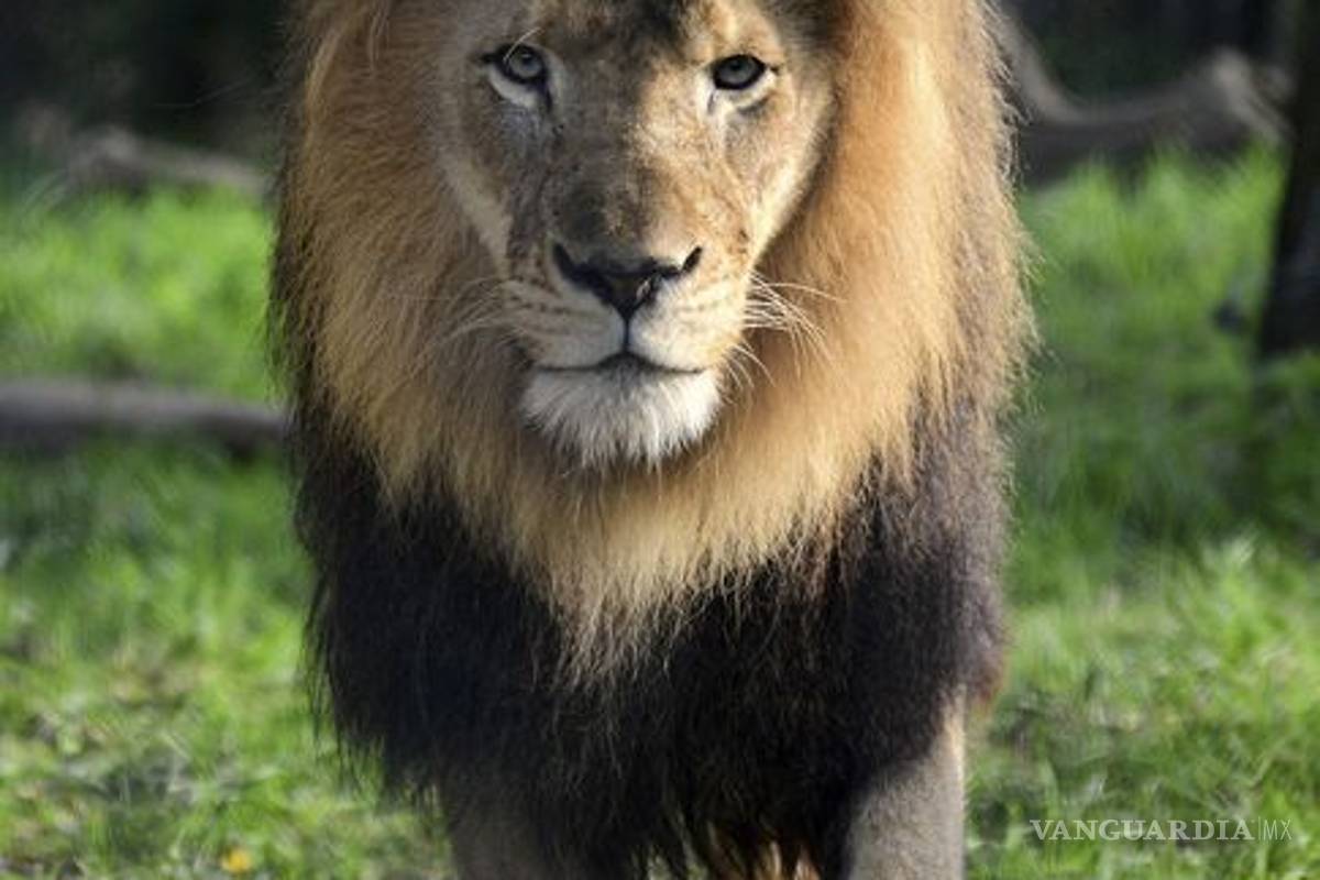 Leona mata a su pareja en zoológico de Estados Unidos