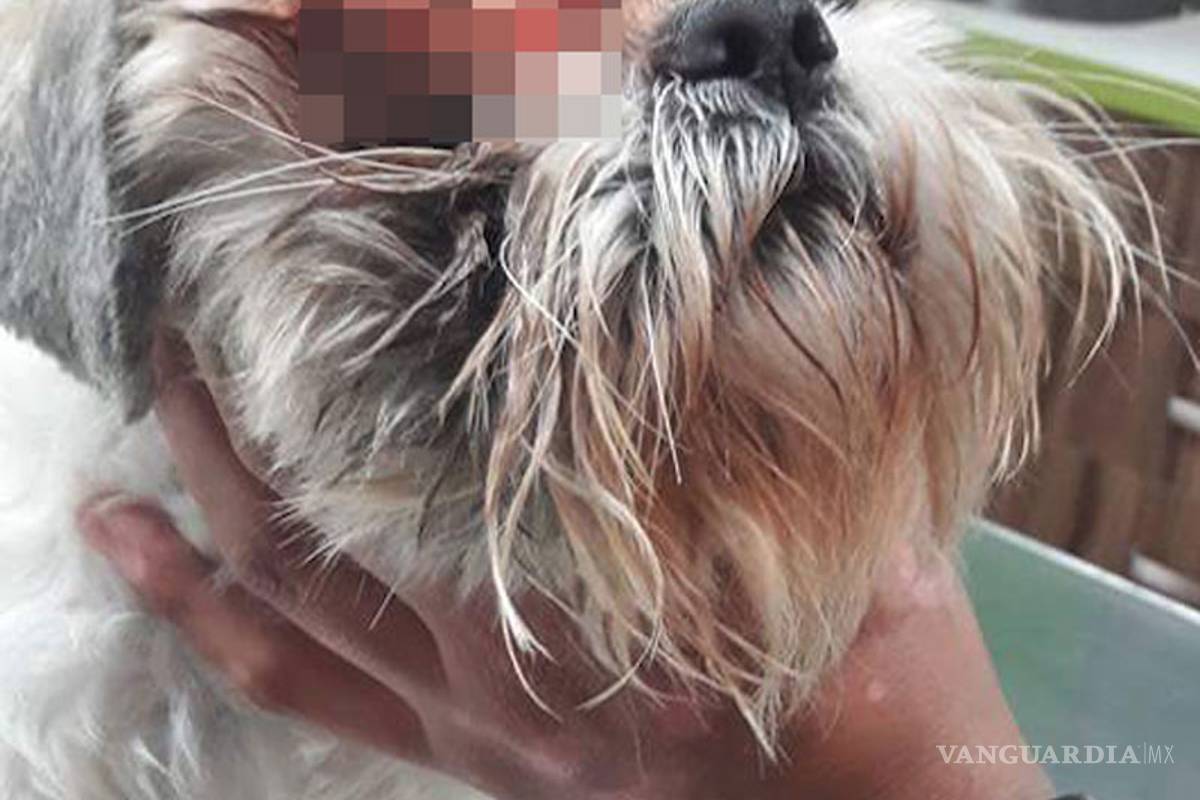 Deja a perrito en veterinaria de Ramos Arizpe ¡y se lo regresan sin un ojo!