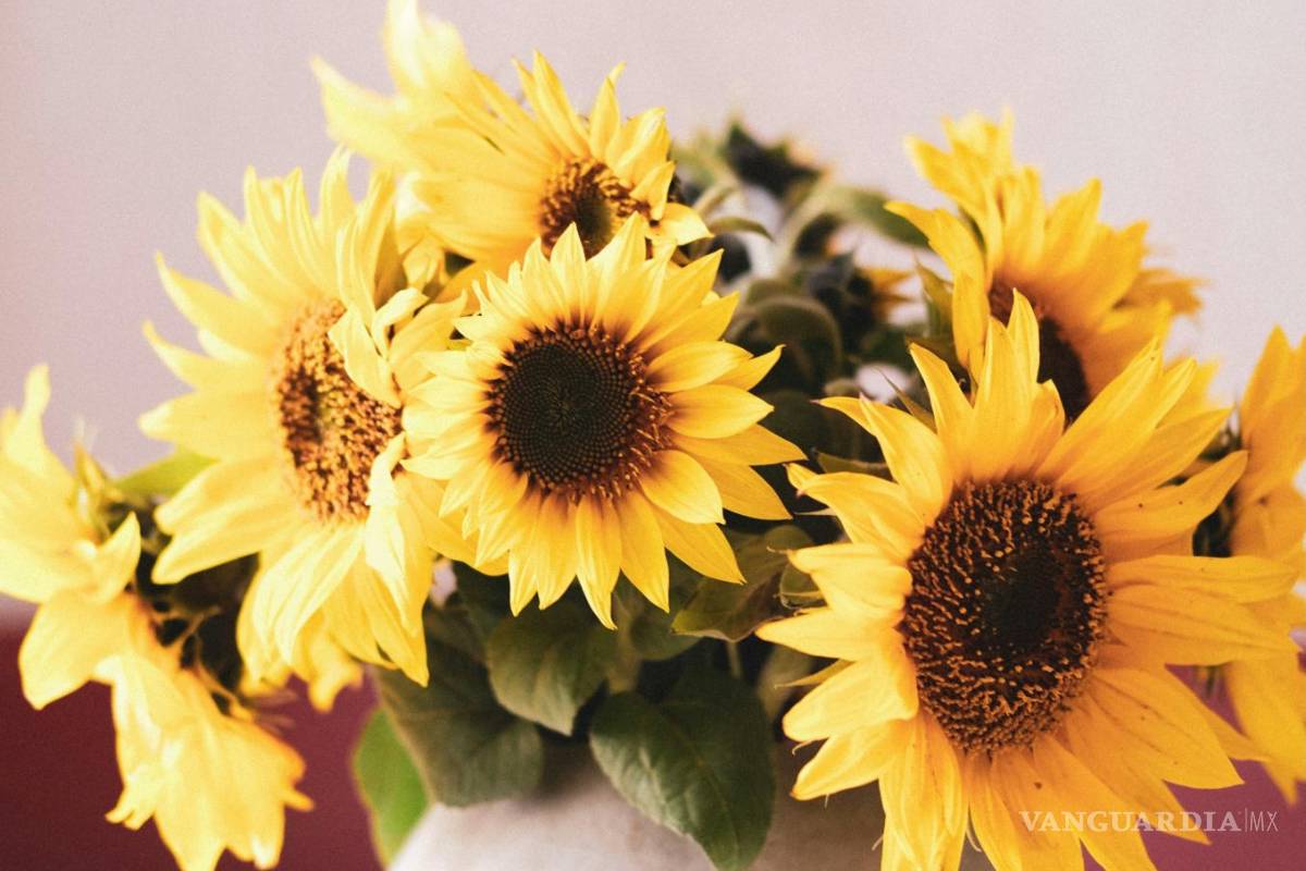 $!¿Por qué se regalan flores amarillas el 29 de febrero y qué lo hace diferente al 21 de marzo y de septiembre? Este es el origen de la tradición y su significado