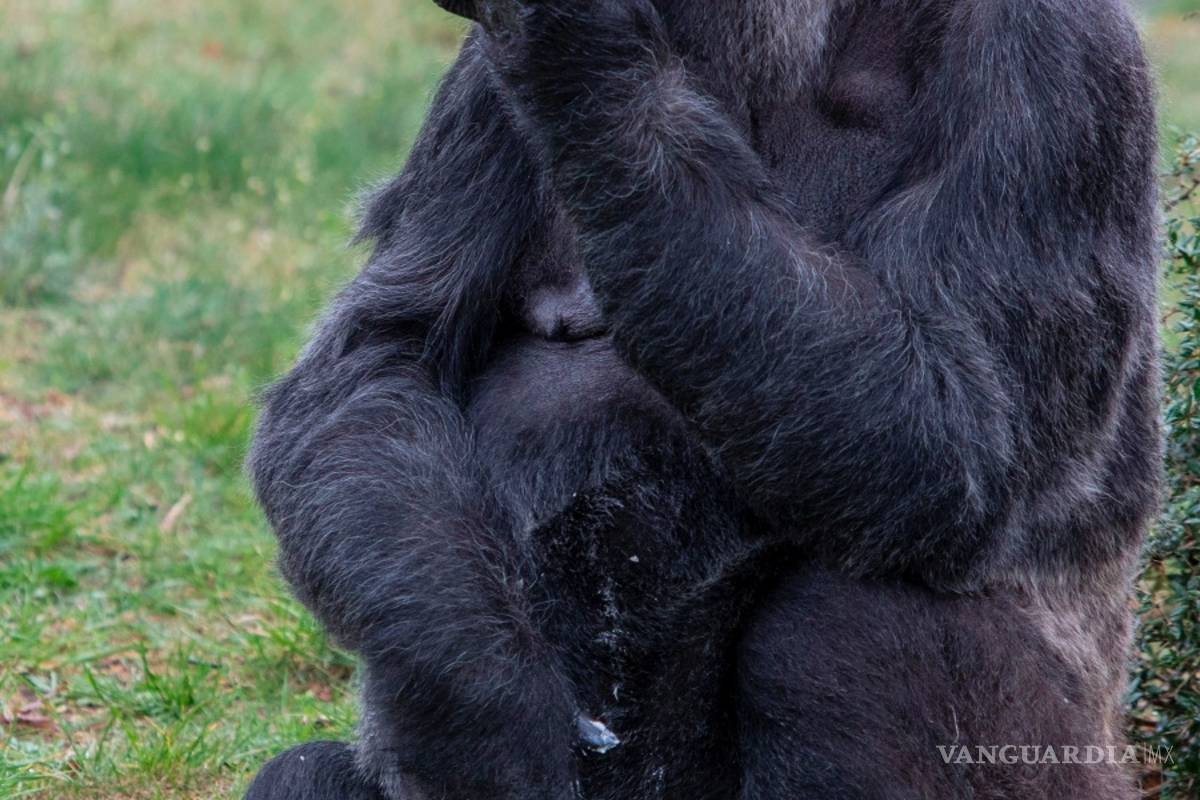 $!¿Cuándo los humanos y los simios se separaron?