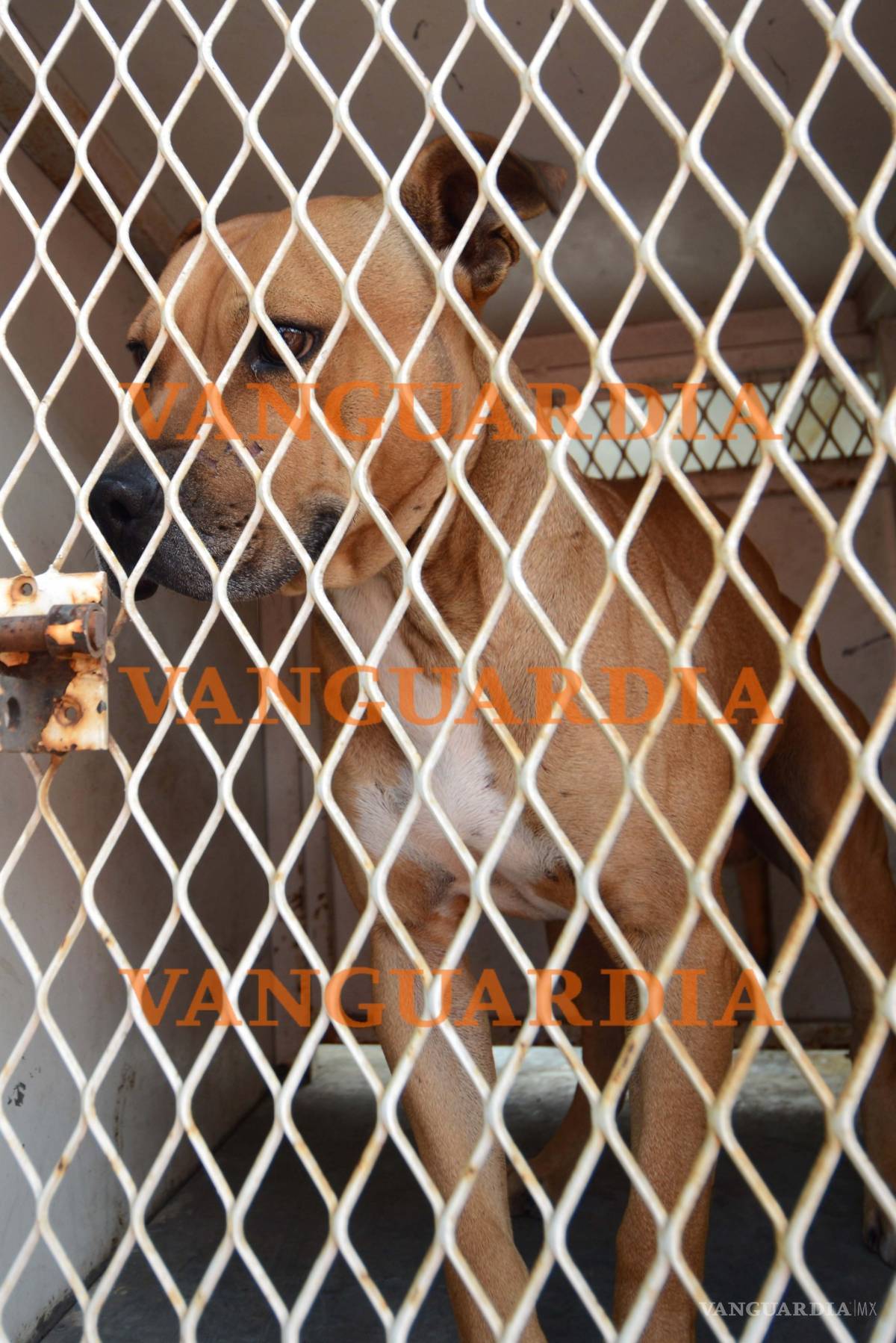 $!Trasladan a Monterrey a niño atacado por pitbull en Saltillo