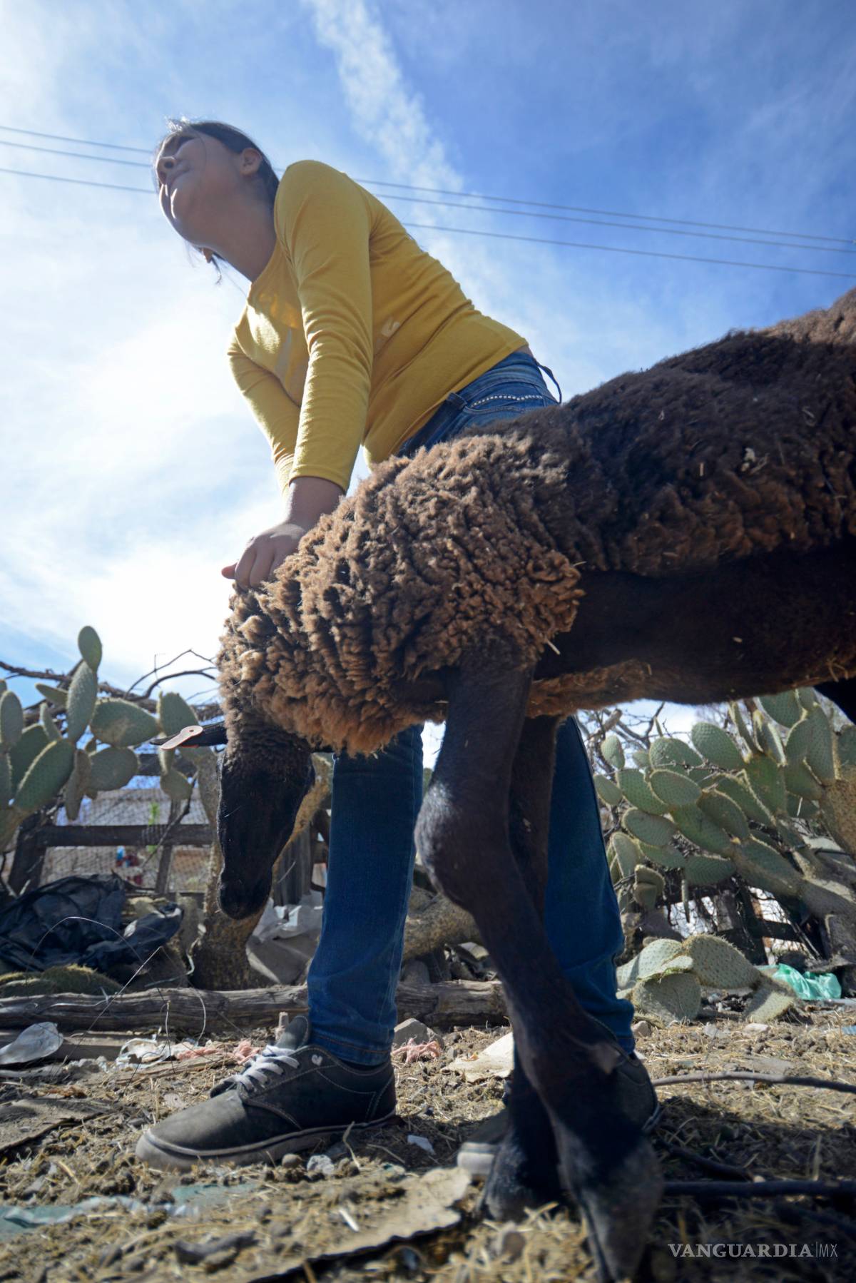 $!Aseguran que ataques a ganado son de un 'hombre que se transforma en lobo'
