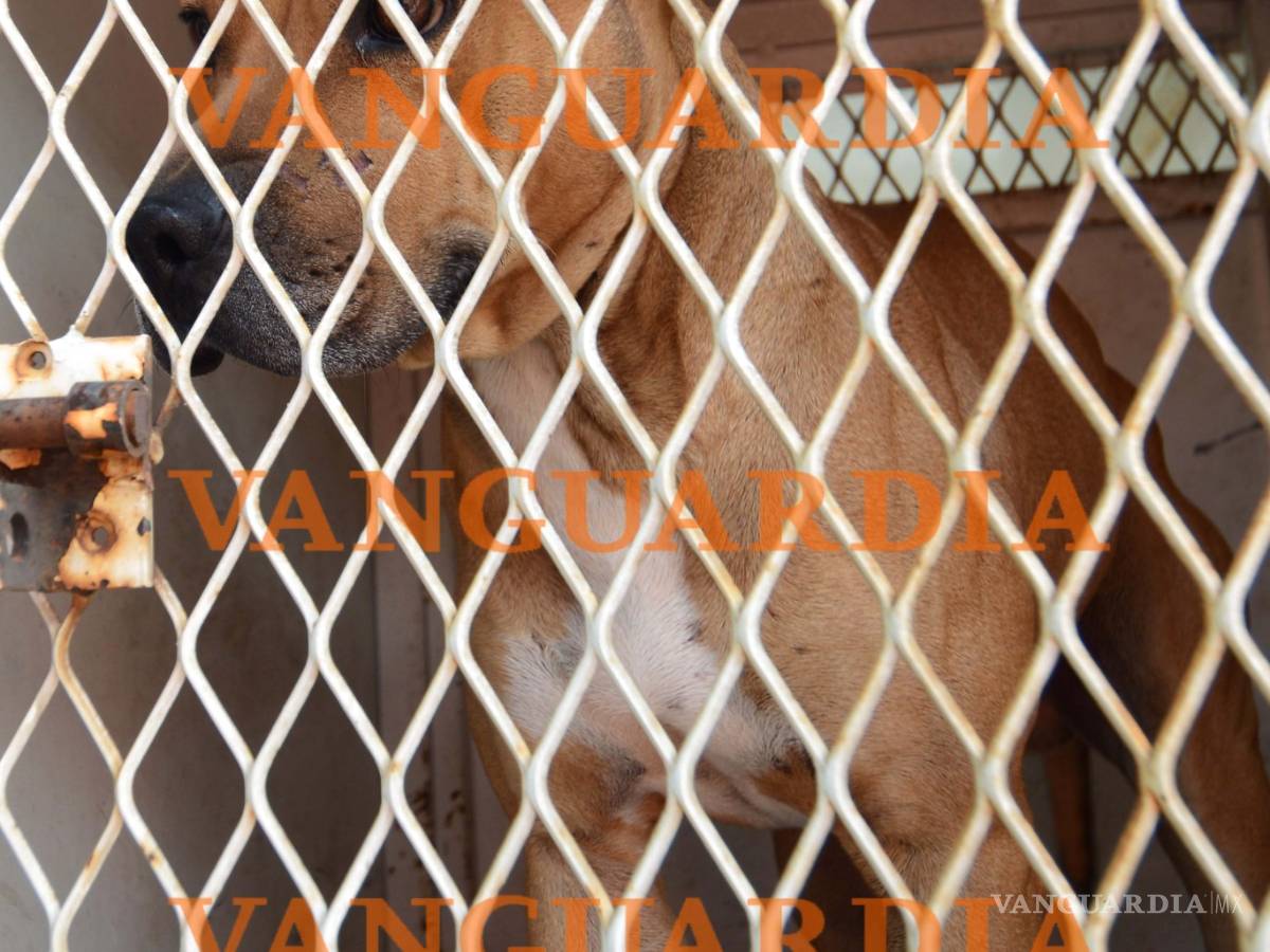 $!Trasladan a Monterrey a niño atacado por pitbull en Saltillo