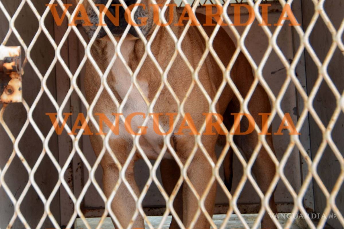 Trasladan a Monterrey a niño atacado por pitbull en Saltillo