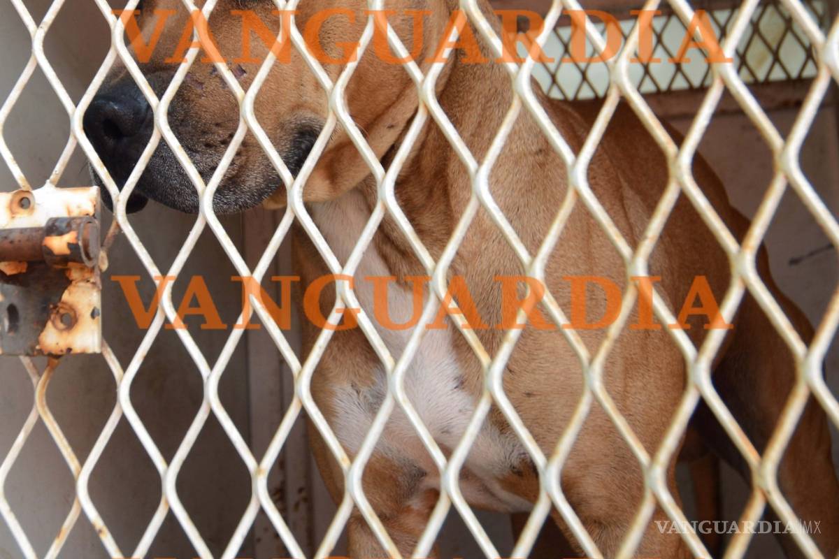 $!Trasladan a Monterrey a niño atacado por pitbull en Saltillo