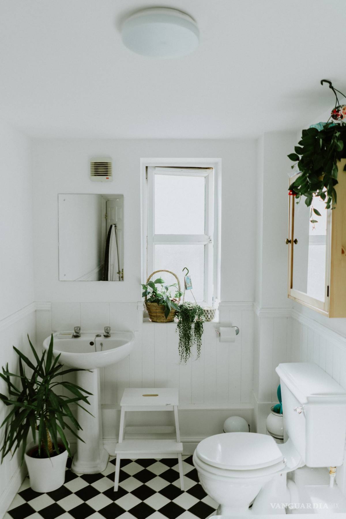 $!¡Duraderas y fáciles de cuidar! Las mejores plantas para decorar el baño, la cocina y hasta la recámara