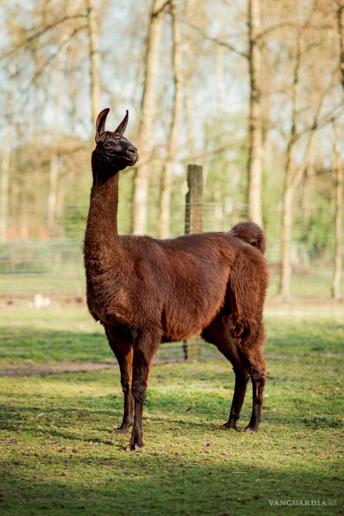$!Descubren que los anticuerpos de las llamas neutralizan al COVID-19
