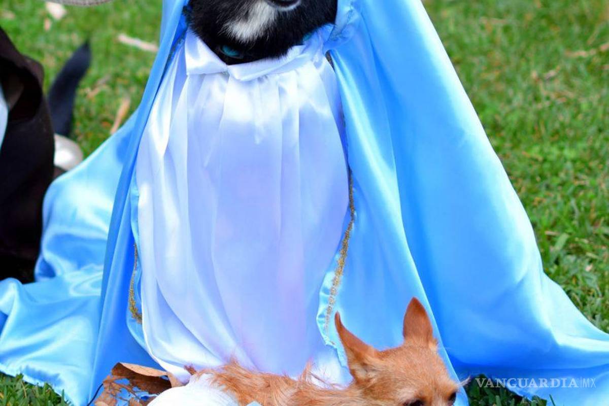 ¡Lomitos en camino hacia Belén! Arman Pastorela con perritos en Veracruz (Imágenes)