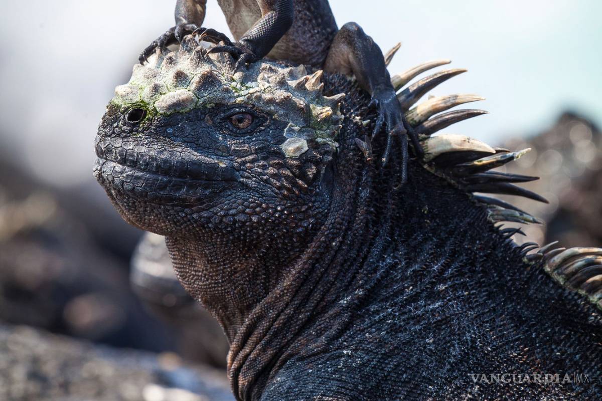 $!La naturaleza como nunca la has visto: Planet Earth II