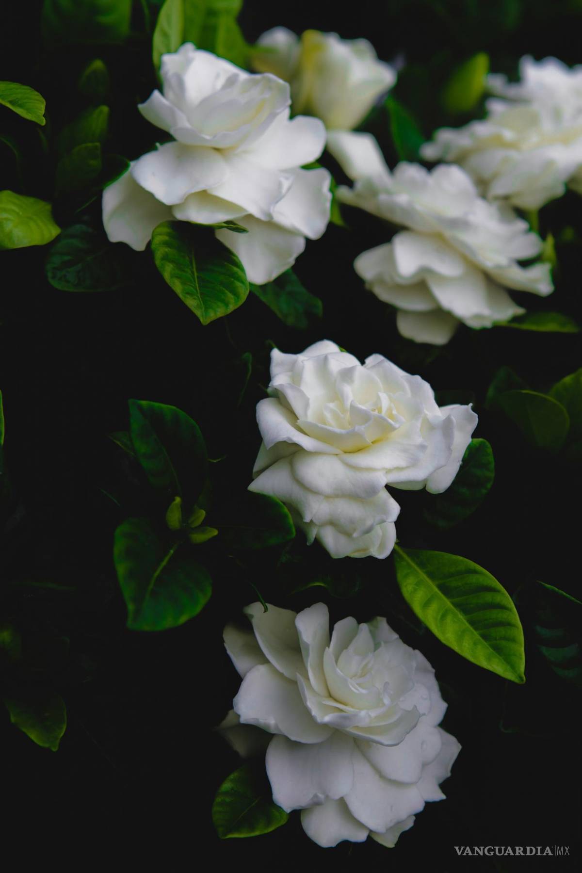 $!El nombre científico de la especie más común es Gardenia jasminoides