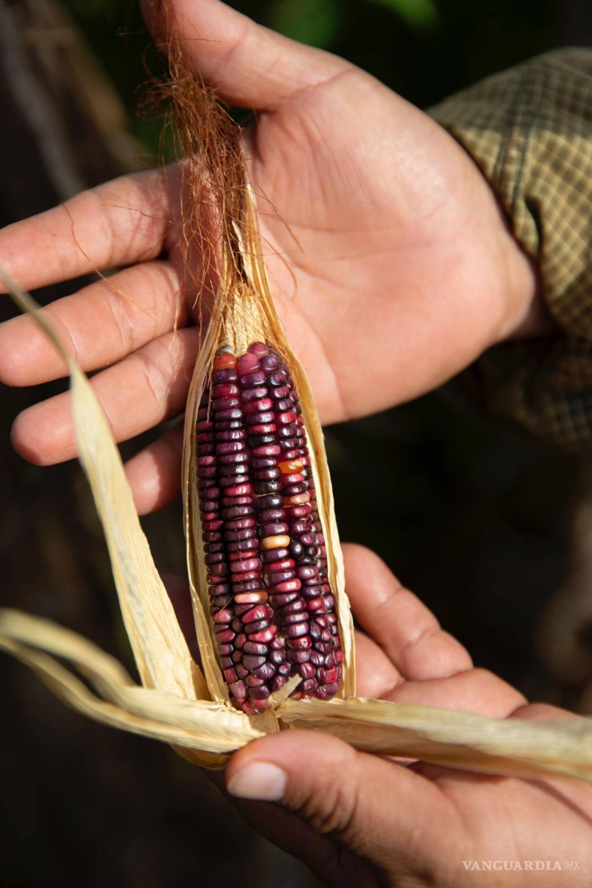 $!El granjero Nazario Poot Palomo muestra un maíz Nal T’eel cultivado en su tierra en Xoy, Yucatán, México.